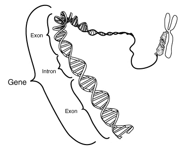 A gene; it's location on a chromosome