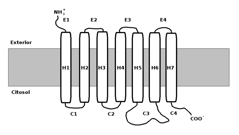 Stereotypical G Protein-Coupled Receptor structure